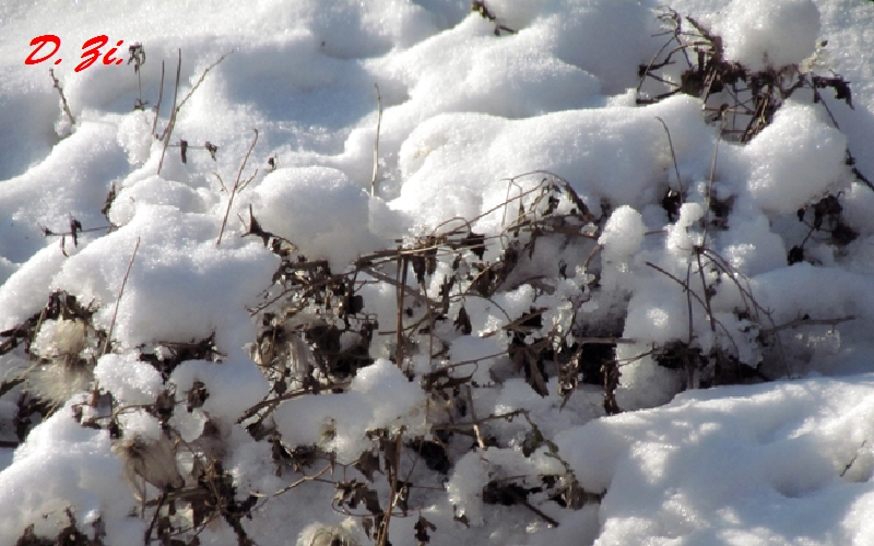 14_winterstimmung im gaade.JPG